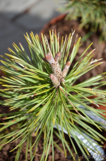 Pinus contorta 'Taylor's Sunburst' (Sosna wydmowa)  - C4
