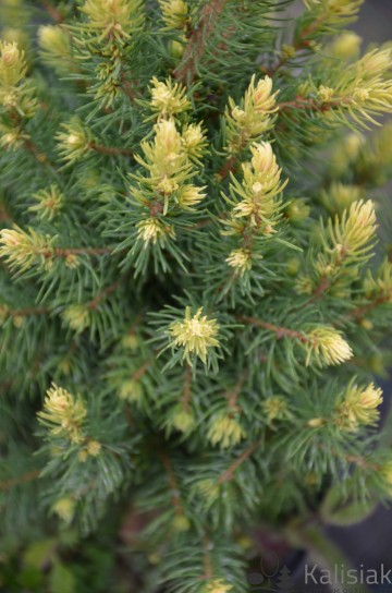 Picea glauca 'Rainbow's End' (Świerk biały)  - C5