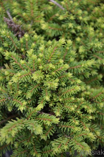 Picea abies 'Little Gem' (Świerk pospolity)  - C3