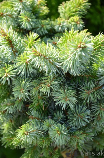 Picea omorika 'Peve Tijn' (Świerk serbski)  - C5 PA