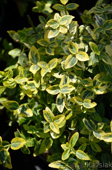 Euonymus fortunei 'Emerald 'N' Gold' (Trzmielina Fortune'a)  - C1