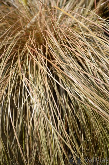 Carex comans 'Bronze Form' (Turzyca włosowa)  - P13