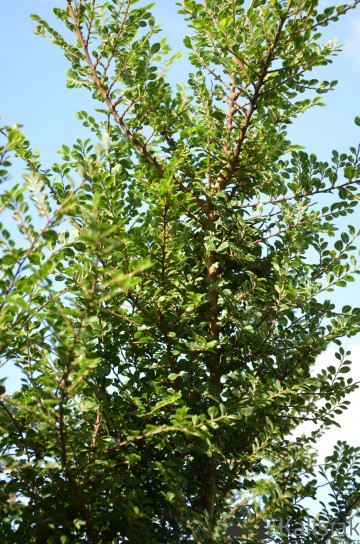 Ulmus parvifolia 'Seiju' (Wiąz drobnolistny)  - C3 PA