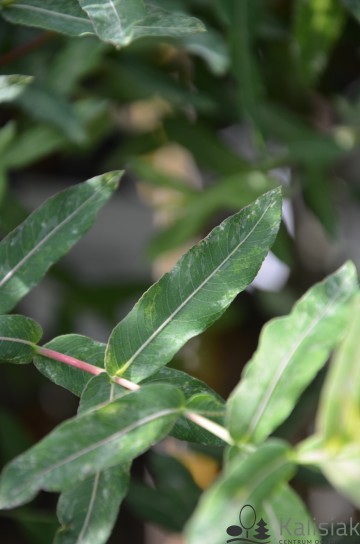 Salix integra 'Hakuro-nishiki' (Wierzba całolistna)  - C3 PA
