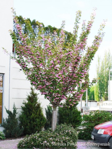 Prunus serrulata 'Kanzan' (Wiśnia piłkowana)  - C5