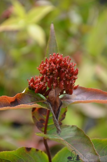 Diervilla sessilifolia 'Butterfly' (Zadrzewnia bezogonkowa)  - C3