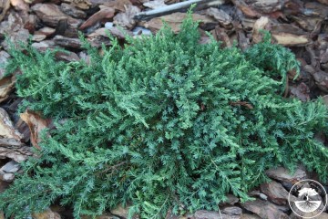 Juniperus communis 'Greenmantle' (Jałowiec pospolity)  - C5
