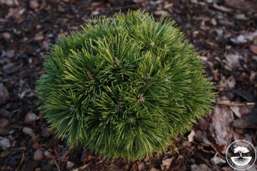 Pinus uncinata 'Titus' (Sosna hakowata)  - C5 PA