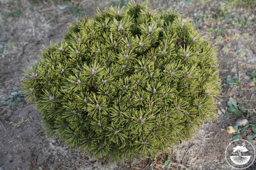 Pinus uncinata 'SS 5' (Sosna hakowata)  - C5 PA