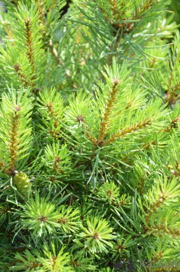 Pinus sylvestris 'Frensham' (Sosna pospolita)  - C7,5 PA