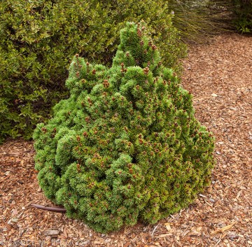 Pinus mugo 'Allgau' (Sosna kosodrzewina)  - C5