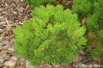 Pinus heldreichii 'Smidtii' (Sosna bośniacka)  - C5 PA