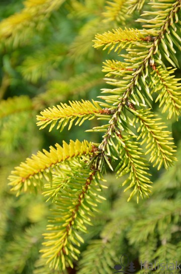 Picea omorika 'Aurea' (Świerk serbski)  - C5