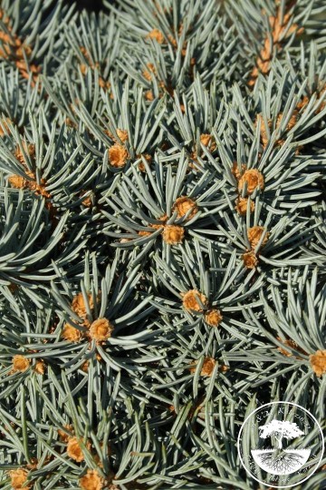 Picea pungens 'St. Mary's Broom' (Świerk kłujący)  - C5 PA