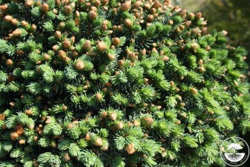 Picea rubens 'Grandfather Mountain' (Świerk czerwony)  - C5 PA