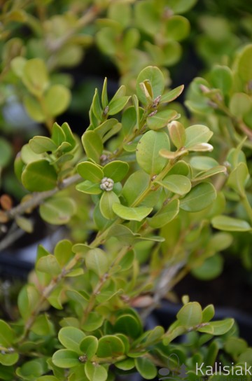 Buxus sinica var. insularis (Bukszpan chiński odm. koreańska)  - C3