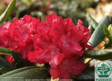 Rhododendron BUSUKI 'Hachbusk' (Różanecznik)  - C4