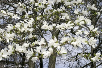 Magnolia kobus (Magnolia japońska)  - C5