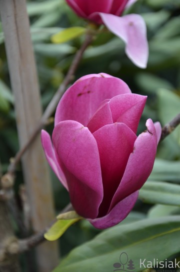 Magnolia 'Shirazz' (Magnolia)  - C5