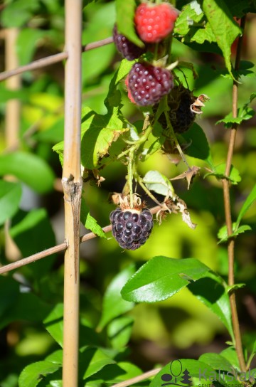 Rubus idaeus 'Heban' (Malina powtarzająca)  - C3
