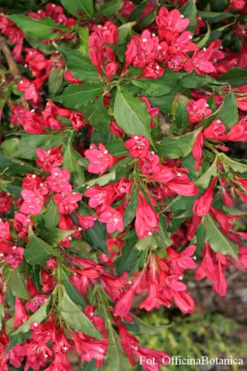 Weigela florida 'Red Prince' (Krzewuszka cudowna)  - C7.5 PA