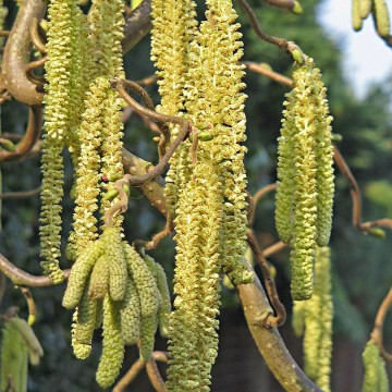 Corylus avellana 'Scooter' (Leszczyna pospolita)  - C5 bonsai