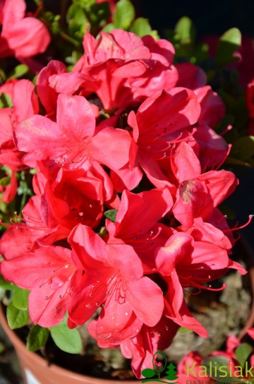Rhododendron japanese azalea 'Muttertag' (Azalia japońska)  - C3 PA