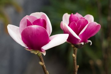 Magnolia 'Cameo' (Magnolia)  - C4