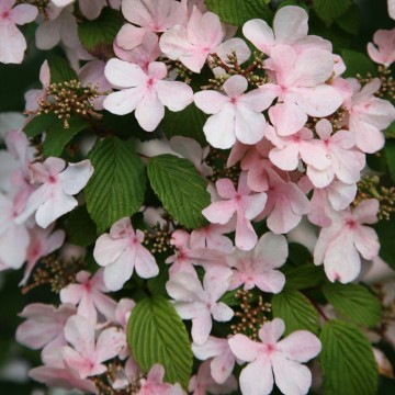 Viburnum plicatum 'Pink Beauty' (Kalina japońska)  - C4