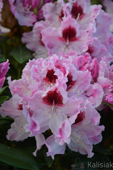 Rhododendron ROYAL BUTTERFLY 'Królowa Jadwiga' (Różanecznik)  - C3 PA