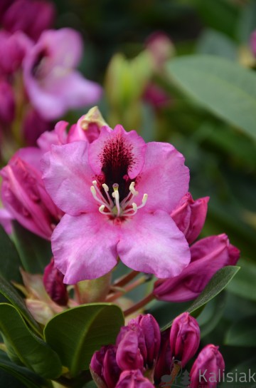 Rhododendron 'Kokardia' (Różanecznik)  - C7.5