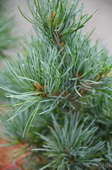 Pinus parviflora 'Negishi' (Sosna drobnokwiatowa)  - C4