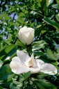 Magnolia grandiflora (Magnolia wielkokwiatowa)  - C7.5