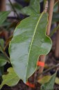 Magnolia grandiflora 'Bracken's Brown Beauty' (Magnolia wielkokwiatowa)  - C7.5