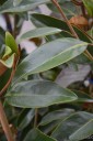 Magnolia grandiflora 'Alta' (Magnolia wielkokwiatowa)  - C7.5