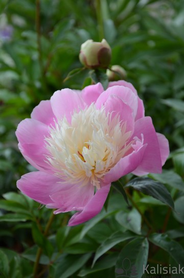 Paeonia lactiflora 'Bowl of Beauty' (Piwonia chińska)  - P11