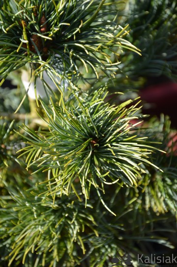 Pinus parviflora 'Schoon's Bonsai' (Sosna drobnokwiatowa)  - C5 bonsai