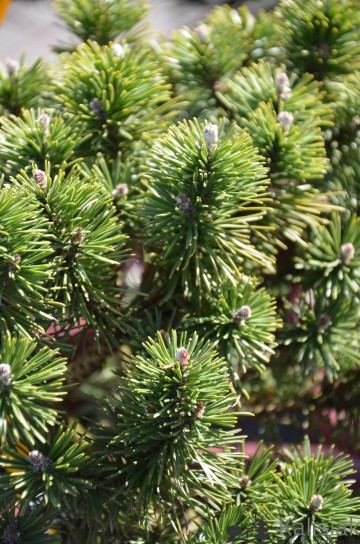 Pinus mugo 'Little Lady' (Sosna kosodrzewina)  - C5 bonsai