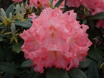 Rhododendron yakushimanum 'Marlis' (Różanecznik jakuszimański)  - C4