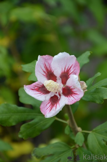 Hibiscus syriacus 'Hamabo' (Ketmia syryjska)  - C4 PA
