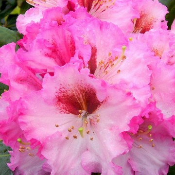 Rhododendron 'Bohlken's Kronjuwel' (Różanecznik)  - C7.5