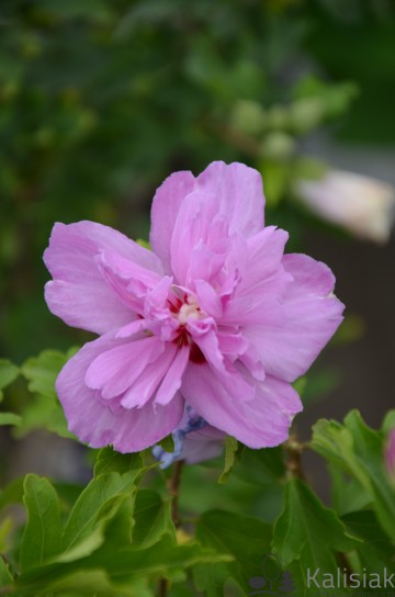 Hibiscus syriacus 'Ardens' (Ketmia syryjska)  - C3 PA
