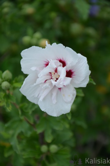 Hibiscus syriacus 'Speciosus' (Ketmia syryjska)  - C3 PA