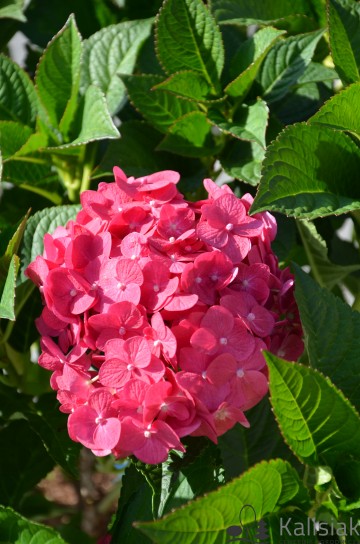 Hydrangea macrophylla ENDLESS SUMMER 'Summer Love' CIEMNORÓŻOWA (Hortensja ogrodowa)  - C5