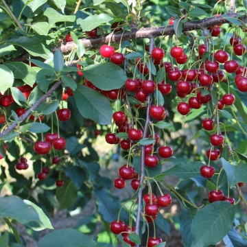 Prunus cerasus 'Groniasta z Ujfehertoi' (Wiśnia)  - C7.5