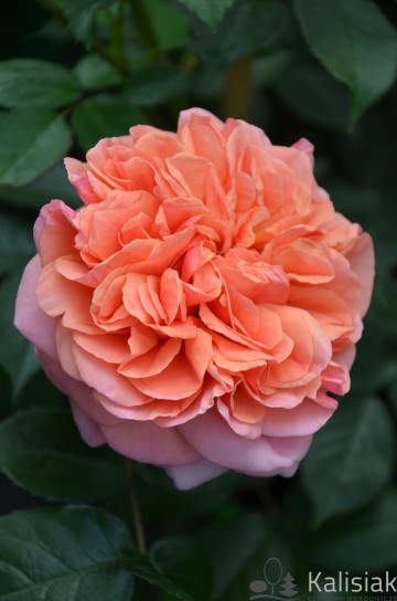 Rosa 'Chippendale' (Róża nostalgiczna)  - C5