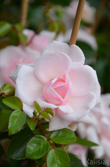 Rosa 'New Dawn' (Róża pnąca)  - C2