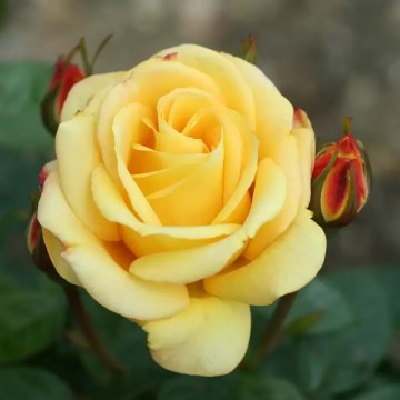 Rosa 'Arthur Bell' (Róża wielkokwiatowa)  - C2