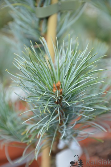Pinus parviflora 'Blauer Engel' (Sosna drobnokwiatowa)  - C4