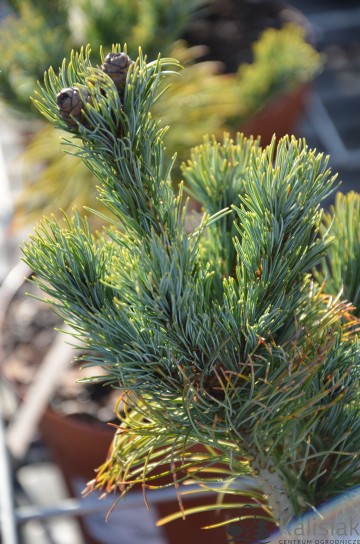 Pinus parviflora 'Ibo Can' (Sosna drobnokwiatowa)  - C4